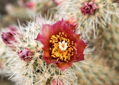 Cylindropuntia wolfii
