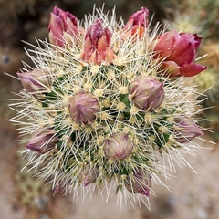 Cylindropuntia wolfii