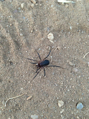 Protolophus tuberculatus