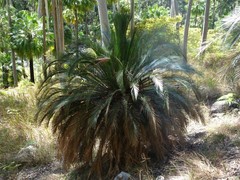 Macrozamia moorei