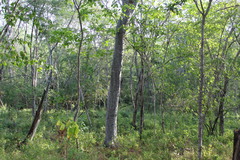 Conzattia multiflora