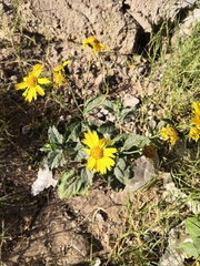 Verbesina encelioides