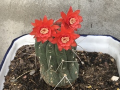Matucana madisoniorum