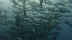 Bigeye jack