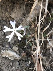 Phlox bifida