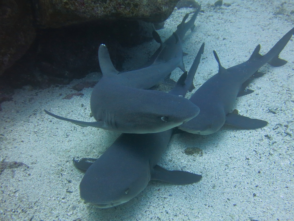 Blunthead shark (Triaenodon obesus) — Carcharhinidae