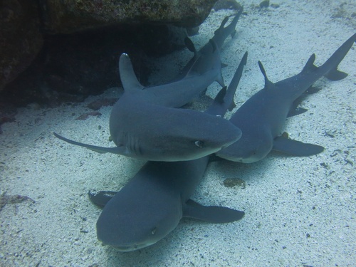 Whitetip Reef Shark