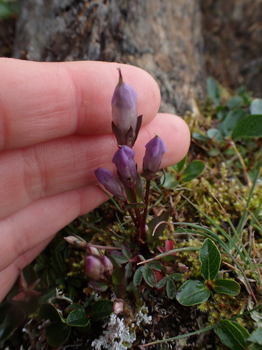 Image of Gentianella propinqua by no rights reserved