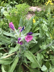 Echium judaeum