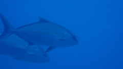 Seriola dumerili
