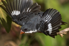 White-Bellied Seedeater photo 3