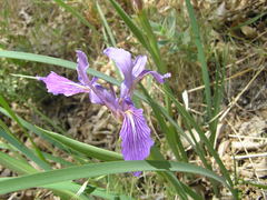 Iris hartwegii australis