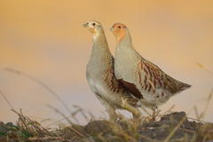 Grey Partridge photo 4