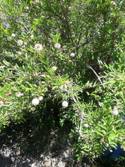 Cephalanthus salicifolius