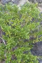 Veronica cryptomorpha