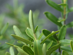 Veronica cryptomorpha