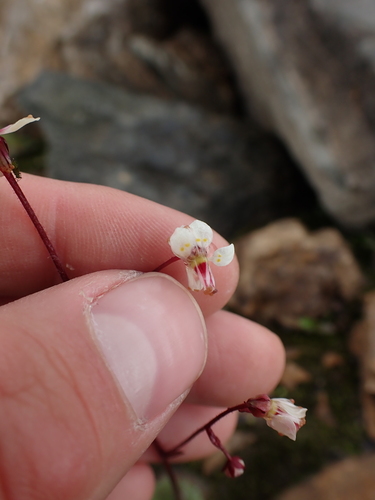 Image of Micranthes lyallii by no rights reserved