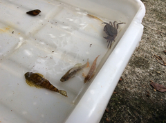 Xiphophorus variatus