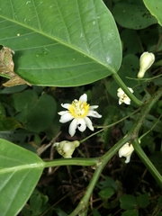 Passiflora arborea