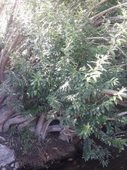 Cephalanthus salicifolius