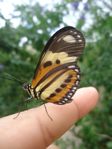 Isabella's Longwing