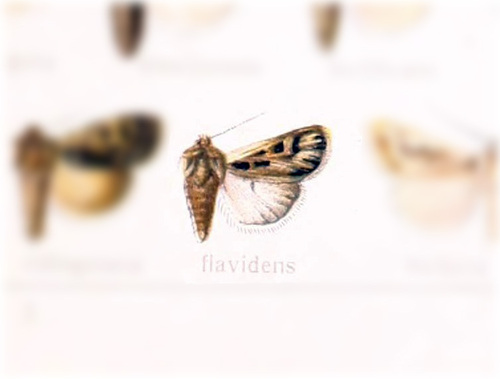 Euxoa flavidens photo 3