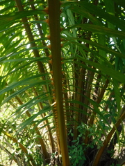 Arecaceae