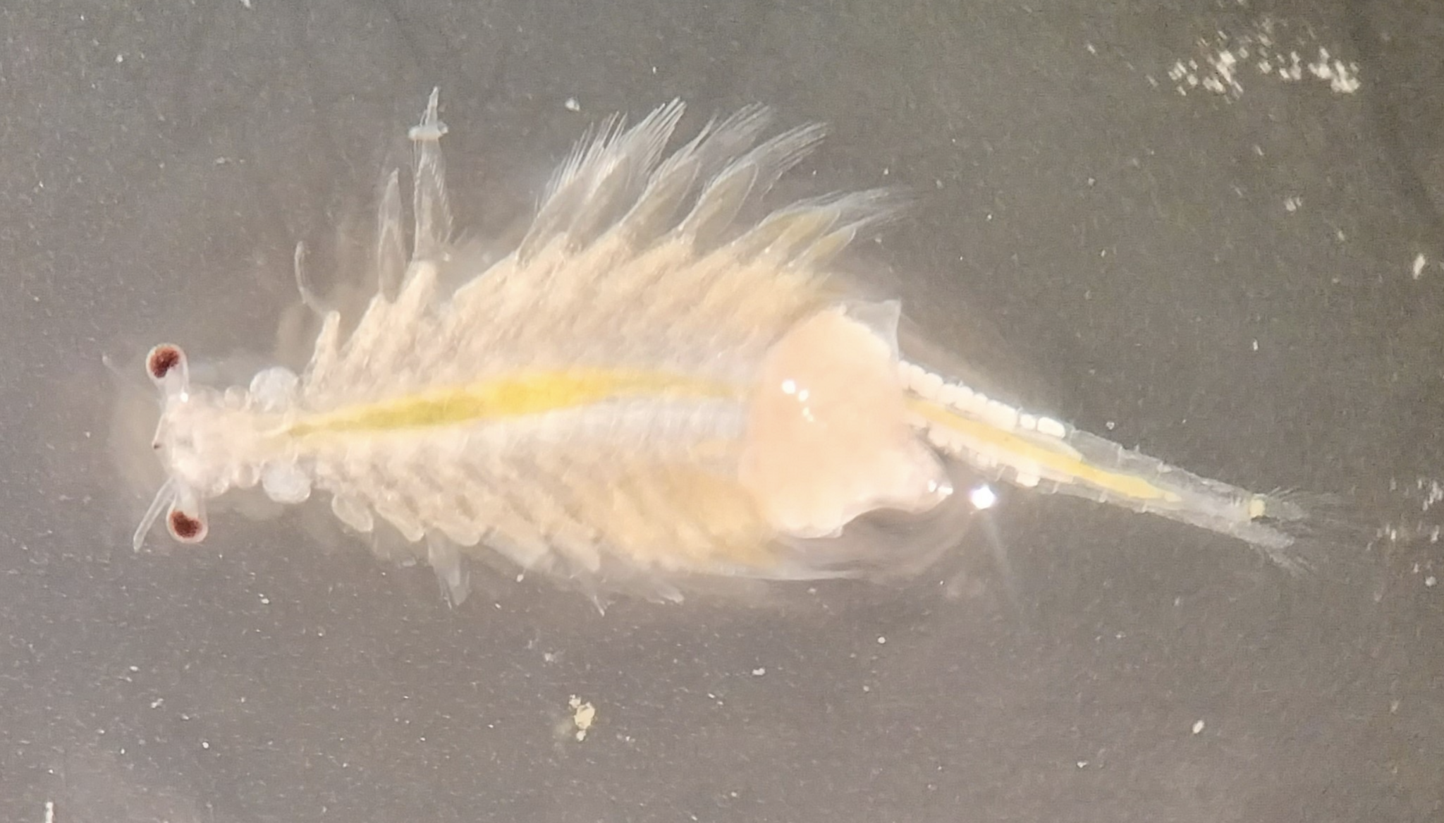 Artemia monica Verrill, 1869