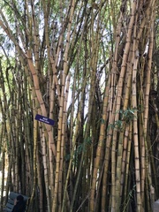 Bambusa bambos