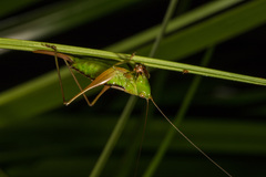 Conocephalus semivittatus