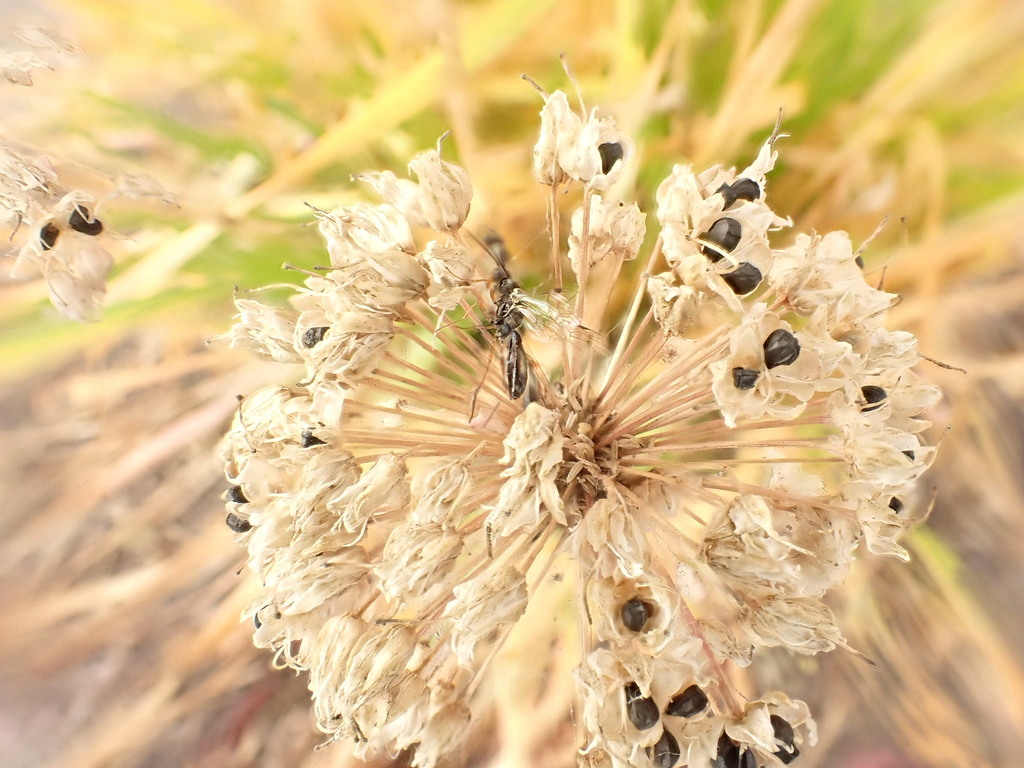narrow-waisted-wasps-ants-and-bees-from-douglasdale-calgary-ab-t2z
