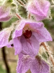 pimelea, CC BY, iNaturalist via GBIF Thomasia macrocarpa, photograph pimelea, CC BY, iNaturalist via GBIF