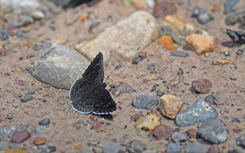 Exoplisia cadmeis