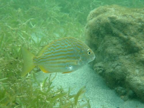 Western Atlantic Seabream