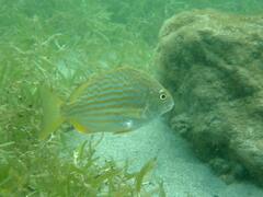 Western Atlantic Seabream photo 4