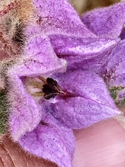 pimelea, CC BY, iNaturalist via GBIF Thomasia macrocarpa, photograph pimelea, CC BY, iNaturalist via GBIF