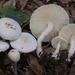 Leucoagaricus menieri - Photo (c) Marco Floriani, some rights reserved (CC BY-NC), uploaded by Marco Floriani