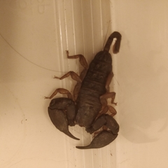 Hormurus