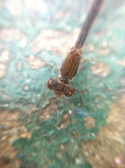 Oxyagrion ablutum