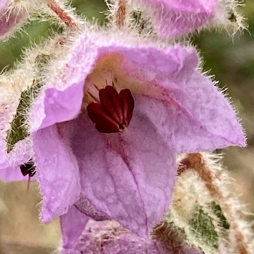 Thomasia macrocarpa, photograph 3