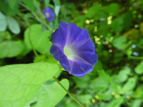 Image of Ipomoea meyeri by no rights reserved