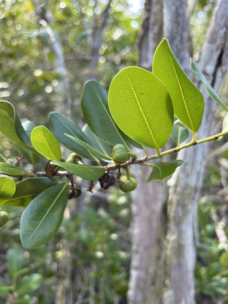 Wild Cocoplum from Grand Cayman, East End, KY on October 31, 2023 at 02