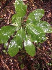 Griselinia littoralis
