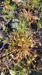 Claytonia exigua