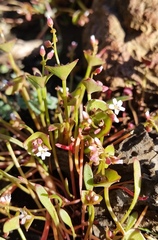 Claytonia exigua