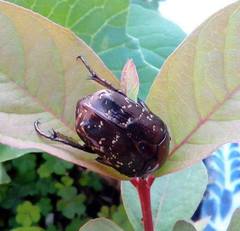 Protaetia orientalis sakaii