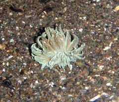 Phyllodesmium crypticum