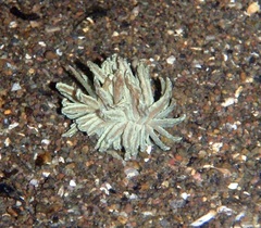 Phyllodesmium crypticum