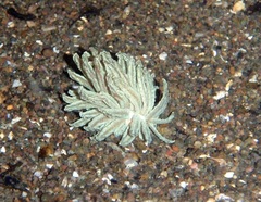 Phyllodesmium crypticum