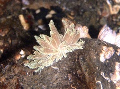 Phyllodesmium crypticum